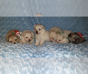 Pomeranian Puppy for sale in LAGRANGE, IN, USA