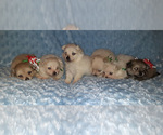 Small Photo #1 Pomeranian Puppy For Sale in LAGRANGE, IN, USA