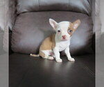 Image preview for Ad Listing. Nickname: Little Liam