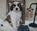 Small Photo #7 Saint Berdoodle Puppy For Sale in HONEY BROOK, PA, USA