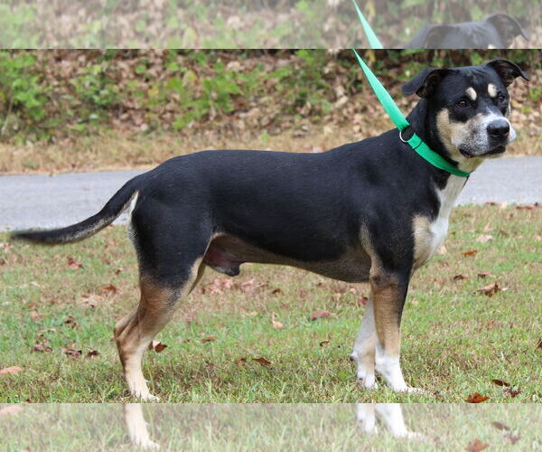 Medium Photo #2 Labrador Retriever-Unknown Mix Puppy For Sale in Prattville, AL, USA