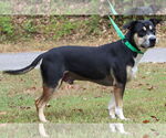Small #1 Labrador Retriever Mix
