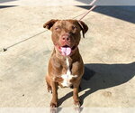 MACK - Male Labrador Retriever-Unknown Mix Dog for Adoption - Small photo