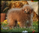 Small Photo #54 Poodle (Miniature) Puppy For Sale in COPPOCK, IA, USA