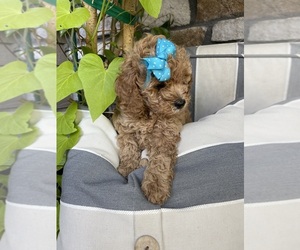 Poodle (Miniature) Puppy for sale in DENVER, CO, USA
