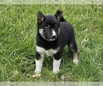 Small Photo #7 Shiba Inu Puppy For Sale in CLARK, MO, USA