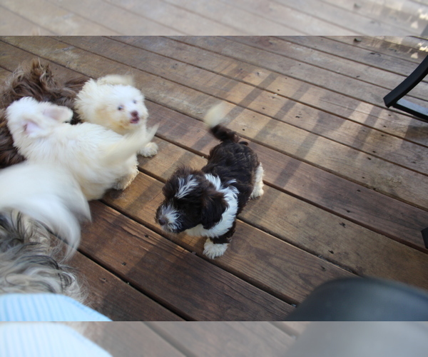 View Ad Havanese Puppy for Sale near Kansas, THAYER, USA. ADN840389