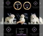 Small #6 Maltipoo