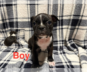 Medium Boston Terrier