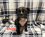 Puppy Puppy 2 Boston Terrier