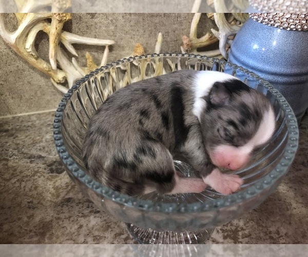 Medium Photo #3 Chihuahua Puppy For Sale in SHERMAN, TX, USA