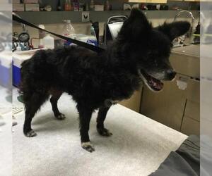 Pomeranian Dogs for adoption in Riverside, CA, USA