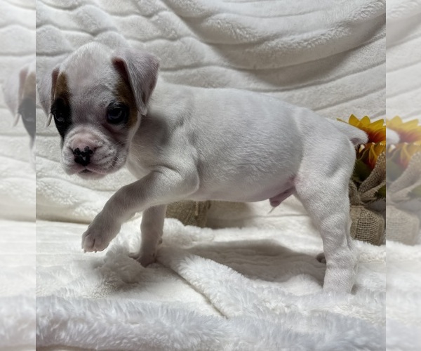 Medium Photo #6 Boxer Puppy For Sale in PAWNEE CITY, NE, USA