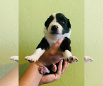 Small Photo #2 Australian Shepherd-Border-Aussie Mix Puppy For Sale in ORLANDO, FL, USA