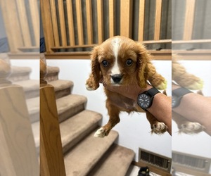 Cavalier King Charles Spaniel Puppy for sale in FORT ATKINSON, WI, USA