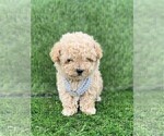 cute puppy - Female Poodle (Toy) Puppy for Sale - Photo #2
