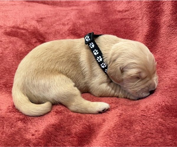 Medium Photo #1 Golden Retriever Puppy For Sale in CLARKSVILLE, TN, USA