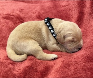 Golden Retriever Puppy for sale in CLARKSVILLE, TN, USA