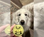 Small #21 Great Pyrenees