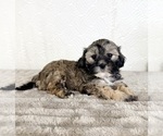 Small #2 ShihPoo