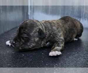American Staffordshire Terrier-Unknown Mix Dogs for adoption in San Antonio, TX, USA