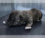 Small American Staffordshire Terrier Mix