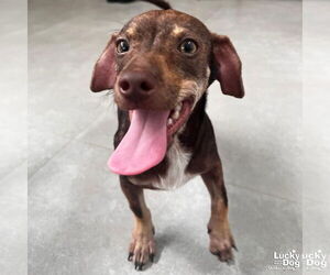 Chihuahua-Unknown Mix Dogs for adoption in Washington, DC, USA