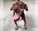 Small Chihuahua Mix