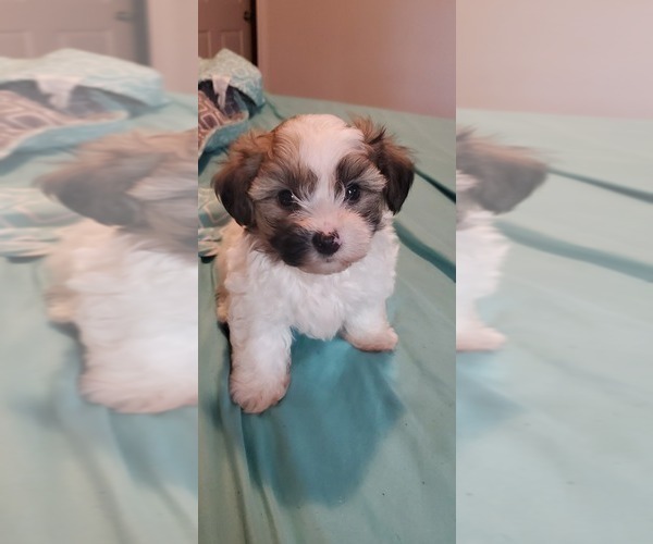 Medium Photo #1 Morkie Puppy For Sale in JACKSONVILLE, FL, USA