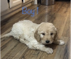 Goldendoodle Puppy for sale in CLINTON, MO, USA