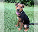 Small Beagle Mix