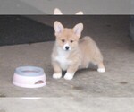 Small #1 Pembroke Welsh Corgi