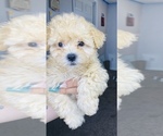 Small Photo #4 Maltipoo Puppy For Sale in SAN BERNARDINO, CA, USA