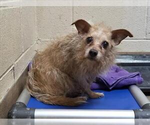 Mutt Dogs for adoption in Martinez, CA, USA