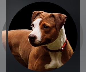 Mother of the American Pit Bull Terrier puppies born on 08/08/2026