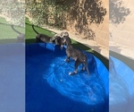 Small Photo #26 Great Dane Puppy For Sale in MARICOPA, AZ, USA
