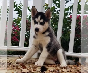 Siberian Husky Puppy for sale in SINKING SPRING, PA, USA