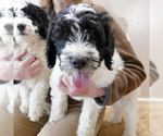 Small Photo #1 Goldendoodle Puppy For Sale in ROY, UT, USA