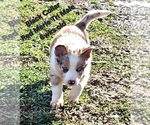 Small Photo #34 Border Collie Puppy For Sale in BYBEE, TN, USA