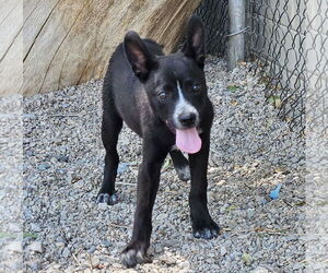 Chihuahua-Unknown Mix Dogs for adoption in Salt Lake City, UT, USA