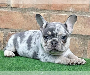 French Bulldog Puppy for sale in BOSTON, MA, USA