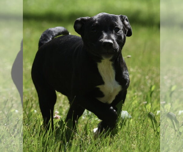 Medium Photo #6 Shepradors Puppy For Sale in Mechanicsburg, PA, USA