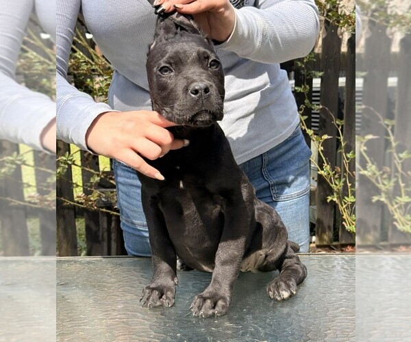 Medium Photo #1 Cane Corso Puppy For Sale in BEAVERDAM, VA, USA