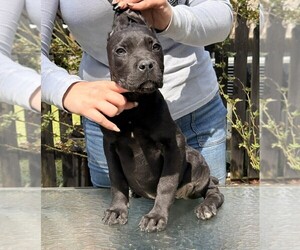 Cane Corso Puppy for sale in BEAVERDAM, VA, USA
