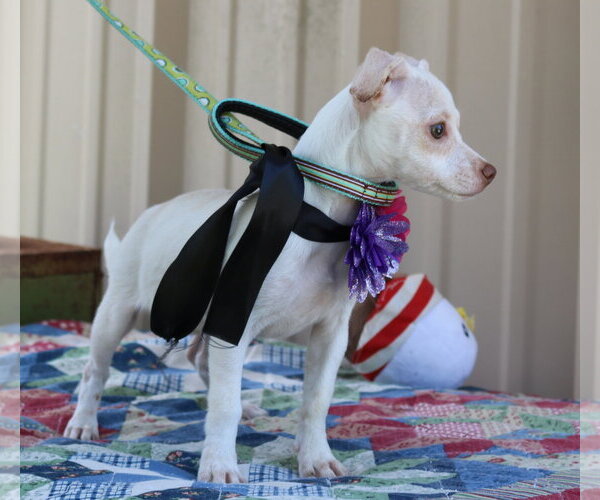 Medium Photo #2 Chihuahua Puppy For Sale in Bandera, TX, USA