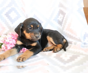 Bluetick Coonhound-Labrador Retriever Mix Puppy for sale in SHILOH, OH, USA