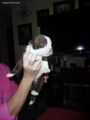 Alapaha Blue Blood Bulldog Puppy for sale in TAMPA, FL, USA