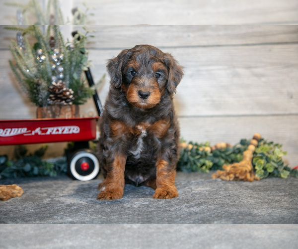 Medium Photo #9 Goldendoodle (Miniature) Puppy For Sale in MIDDLEBURY, IN, USA