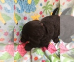 Small Photo #6 Australian Labradoodle Puppy For Sale in ALDRICH, MO, USA