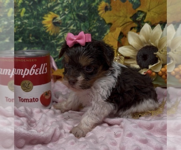 Medium Photo #4 Shorkie Tzu Puppy For Sale in SELLERSBURG, IN, USA